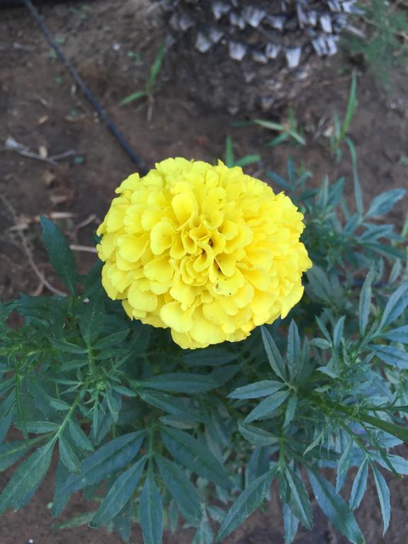 B&B Fiori Gialli Caucana Santa Croce Camerina Bagian luar foto